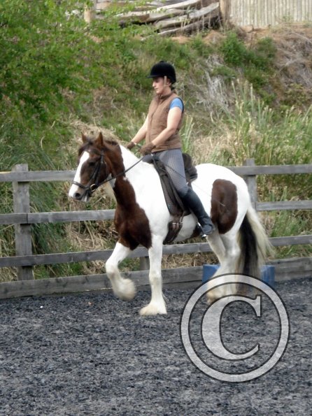 Trot work (3)