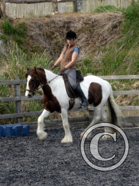 Trot work (6)