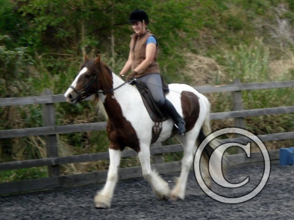 Trot work (8)
