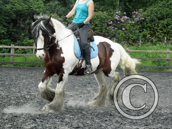 Lucy 2 waorking in (15)