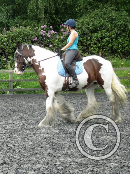 Lucy 2 waorking in (5)