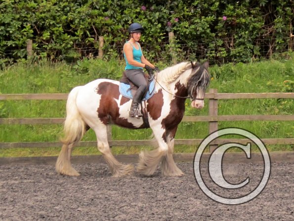 Lucy 2 waorking in (6)