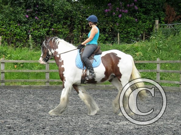 Lucy 2 waorking in (8)