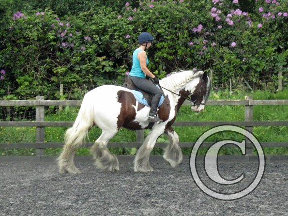 Lucy 3 really hard work (3)