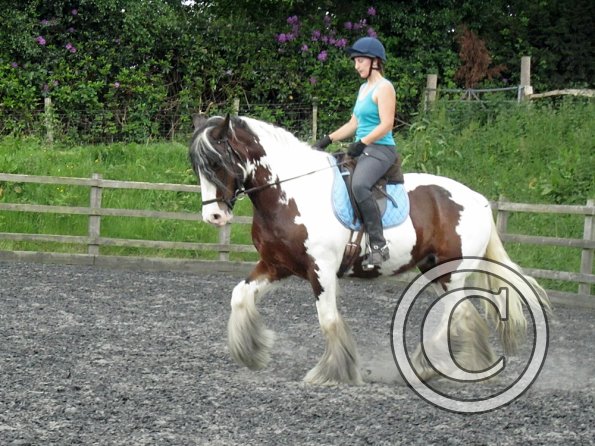 Lucy 3 really hard work (9)