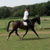 Flatwork (15)