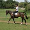 Flatwork (4)