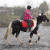 Trotting in the snow10