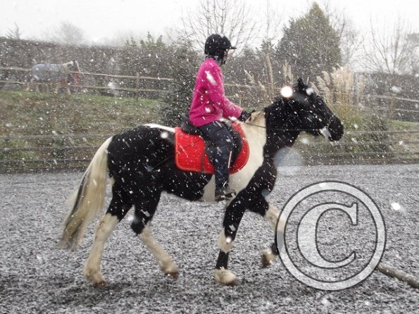 Trotting in the snow10