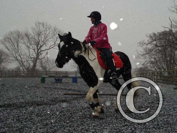 Trotting in the snow11