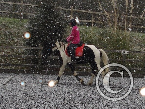 Trotting in the snow12