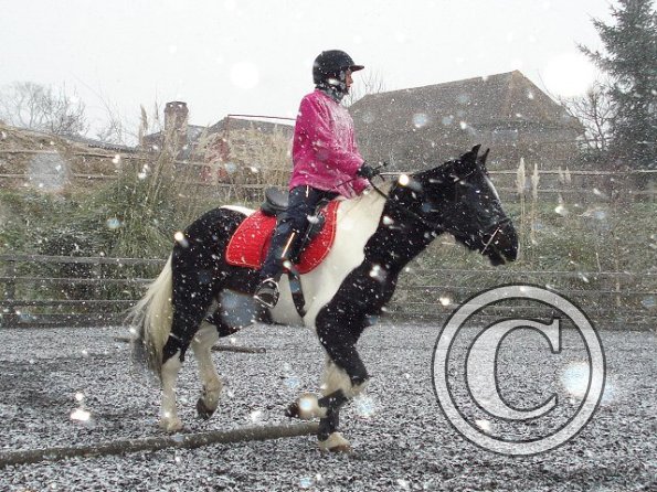 Trotting in the snow13