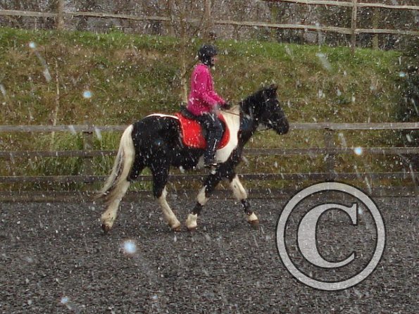 Trotting in the snow2