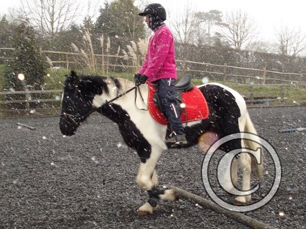 Trotting in the snow3