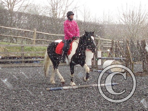 Trotting in the snow4