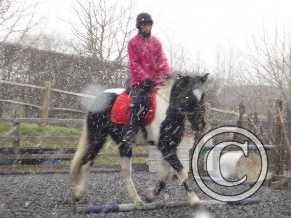 Trotting in the snow5