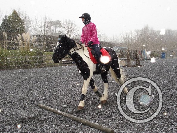 Trotting in the snow6