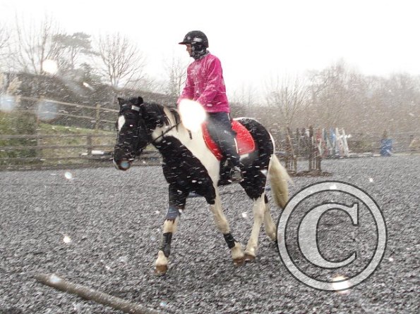 Trotting in the snow7