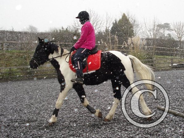 Trotting in the snow8