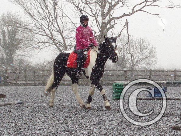 Trotting in the snow9