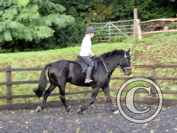 Polly and Sailor (11)