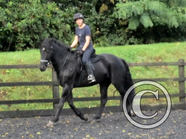 Polly and Sailor (12)