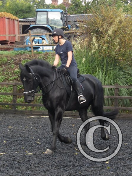 Polly and Sailor (14)