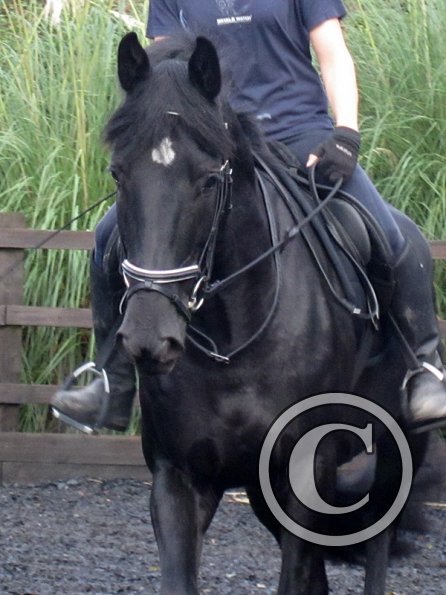 Polly and Sailor (16)