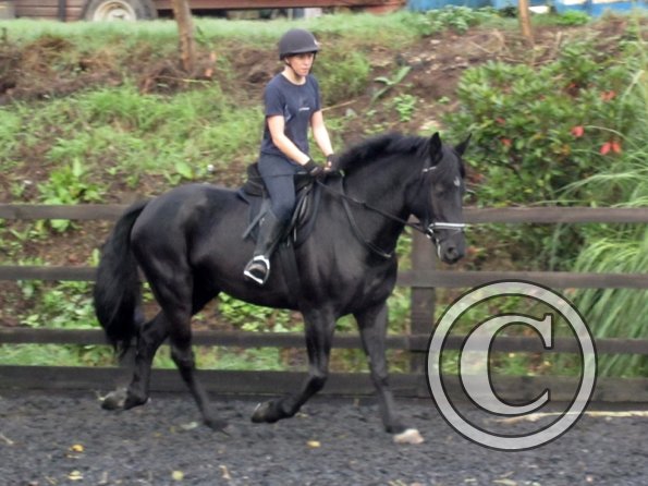 Polly and Sailor (17)