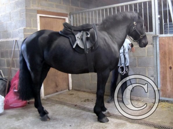 Polly and Sailor (2)