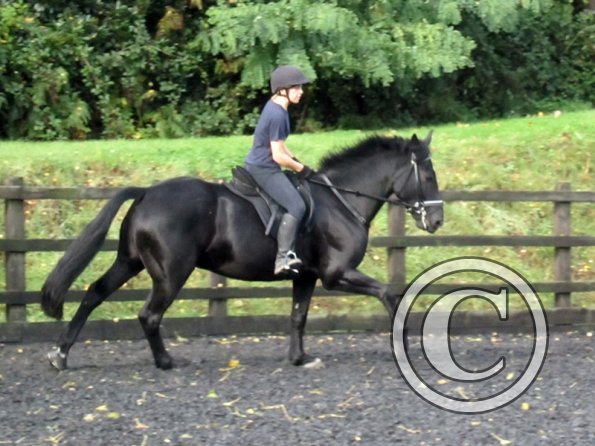 Polly and Sailor (20)