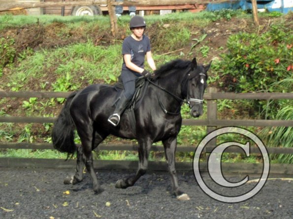 Polly and Sailor (22)