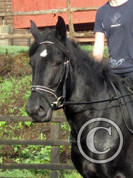 Polly and Sailor (23)