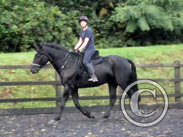 Polly and Sailor (25)