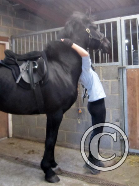 Polly and Sailor (3)