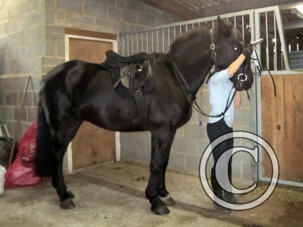 Polly and Sailor (4)