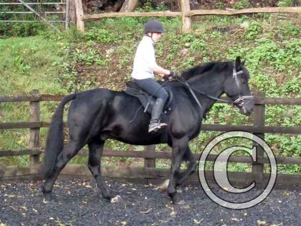 Polly and Sailor (6)