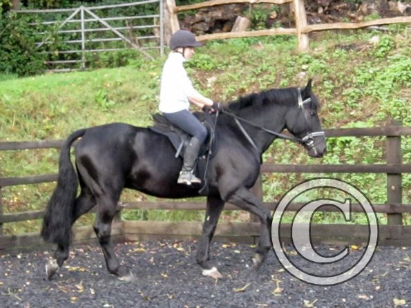 Polly and Sailor (8)