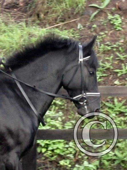 Polly and Sailor (9)