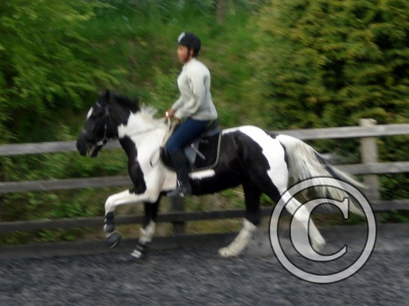 Canter (3)