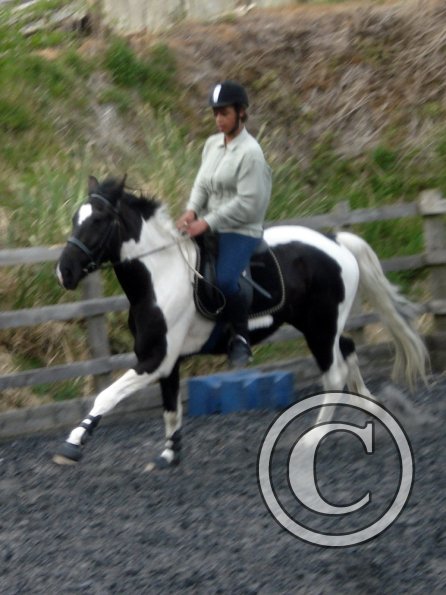 Canter (4)