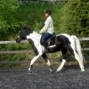 Trot work (12)