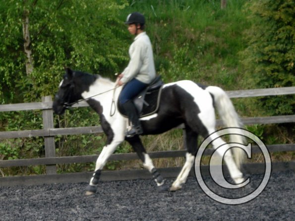 Trot work (13)