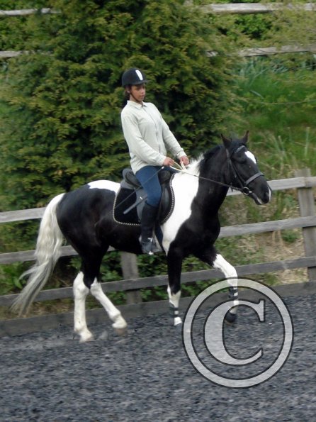 Trot work (24)