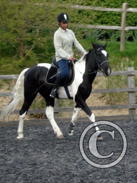 Trot work (27)