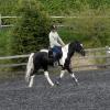 Trot work (29)