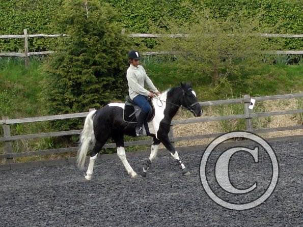 Trot work (29)