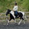 Trot work (31)