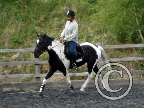 Trot work (31)