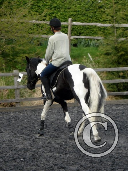 Trot work (32)